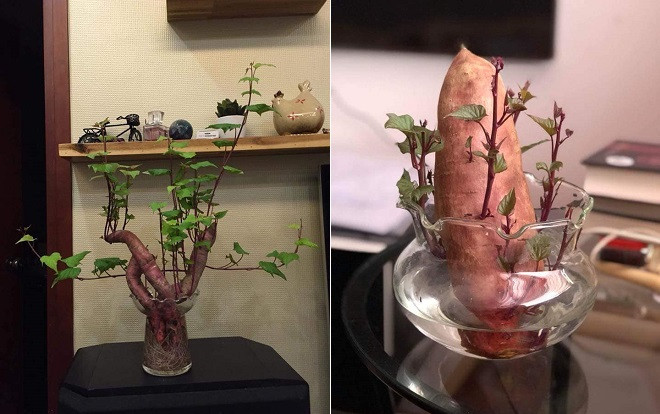 Dân mạng phát sốt với 'khoai lang sai' giá siêu rẻ, phiên bản 'nhà nghèo' của bonsai Ảnh 2