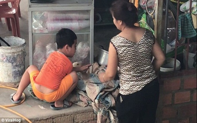 Cậu bé Việt cương quyết cứu vịt khỏi bị giết thịt lên báo nước ngoài Ảnh 2