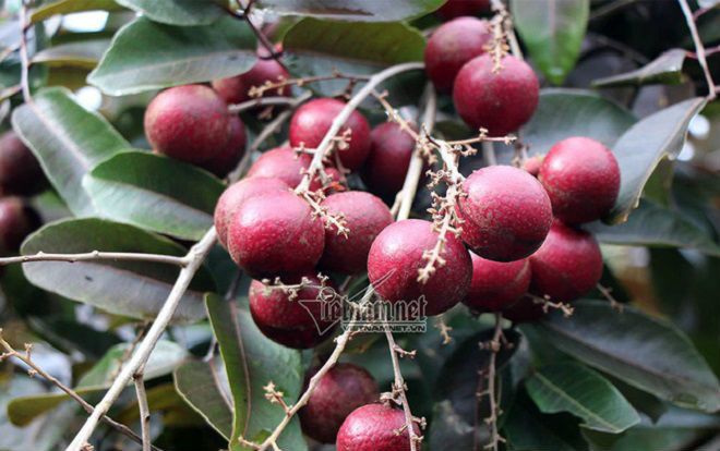 'Lộc trời' chỉ có ở Việt Nam: Vạn người mê, Đài Loan, Thái Lan… xếp hàng xin mua Ảnh 2