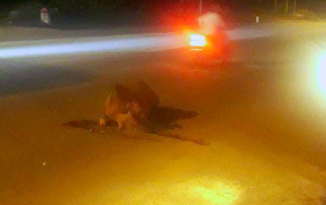 Ô tô tông chết bò, chính quyền hóa giá 4 triệu đồng xung công quỹ do người dân không nhận Ảnh 2