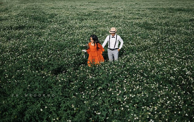 Giữa cao nguyên nắng gió Gia Lai, có một cánh đồng hoa xuyến chi nở trắng trời, tuyệt đẹp như thế này đây Ảnh 2