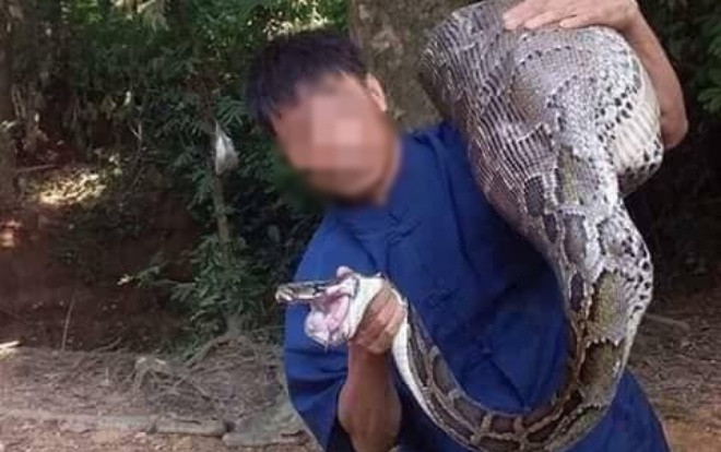 Bắt được trăn ‘khủng’ nuốt trọn con dê nặng 15kg của người dân Ảnh 2