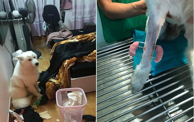 Chú chó trắng vừa tháng cô hồn đã 'nhọ', rơi từ tầng 3 xuống đất gãy chân khiến chủ nhân suýt… đứng tim Ảnh 2