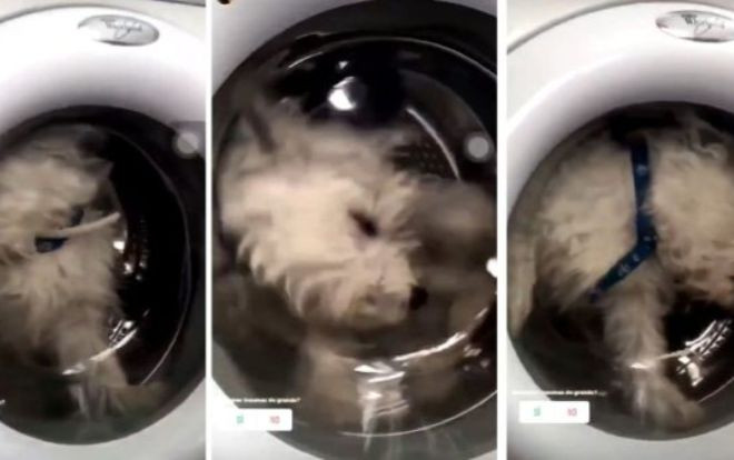 Sự thật sau video cô gái thả chó cưng vào máy giặt để tăng người theo dõi Instagram Ảnh 2