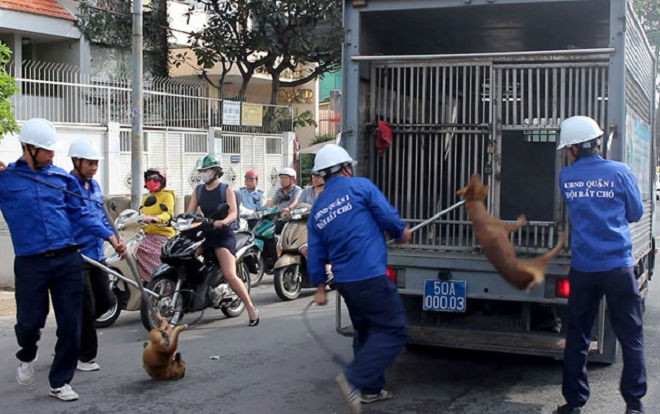 Bắt chó thả rông giữa trung tâm Sài Gòn Ảnh 2