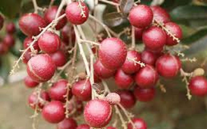 'Cha đẻ' nhãn tím ở miền Tây không bán giống cho người Thái, Trung Quốc Ảnh 2