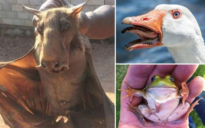 Những sinh vật kinh dị nhất thế giới khiến bạn sởn gai ốc Ảnh 2