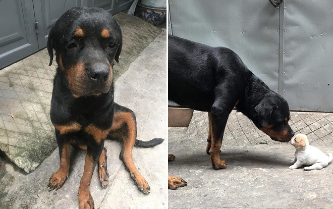 Đáng yêu đến tan chảy với chú chó bị stress vì không được chăm nuôi con của nhà người ta Ảnh 2