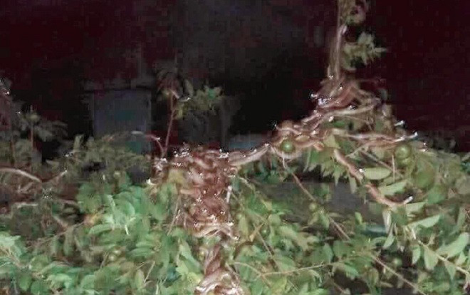 Ban đêm sang nhà hàng xóm vặt trộm ổi, cô nàng lạnh sống lưng khi thấy hàng trăm ánh mắt nhìn mình từ trên cây Ảnh 2