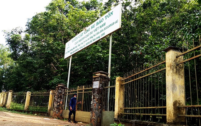 Vườn cao su 112 năm tuổi của người Pháp còn sót lại ở Việt Nam Ảnh 2