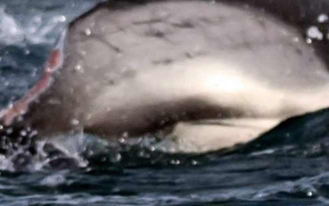 Câu cá ngừ, một ngư dân bị cá cắn đứt bàn tay phải Ảnh 2