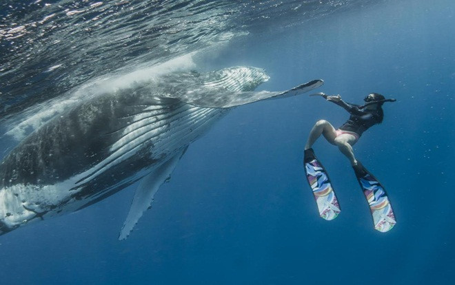 Nghẹt thở khoảnh khắc cá voi 40 tấn đùa giỡn với thợ lặn Ảnh 2