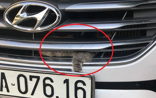 Chú mèo ưu mạo hiểm chui vào đầu xe ô tô phượt 0 đồng từ Yên Bái lên Lào Cai Ảnh 2