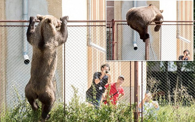 Gấu làm loạn khu dân cư buộc thợ săn phải nổ súng bắn chết Ảnh 2