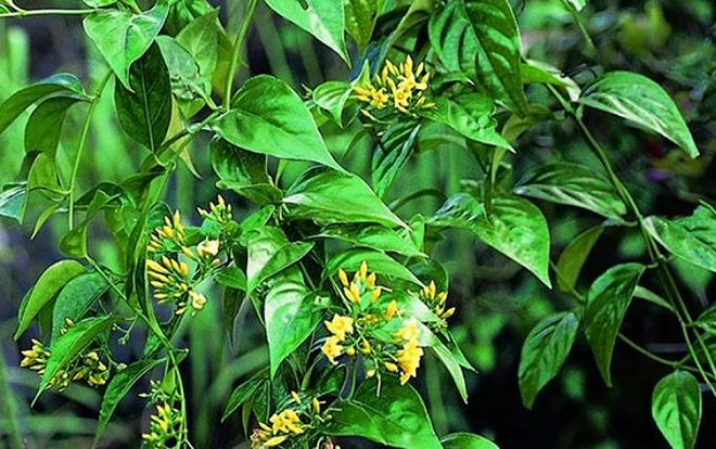 Ăn canh khổ qua nấu với lá ngón, người đàn ông tử vong sau bữa cơm Ảnh 2