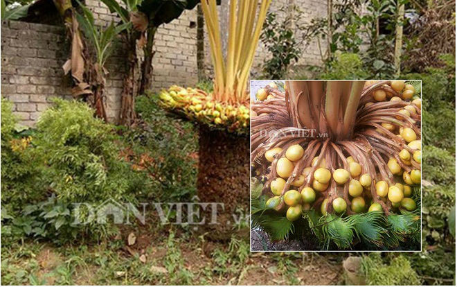 Bộ sưu tập 'quái cây' mang thế cổ - lạ - hiếm có giá đắt hơn vàng Ảnh 2