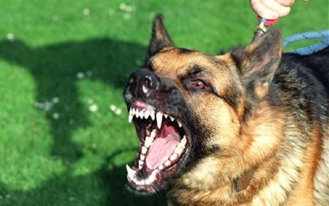 Chó Pitbull cắn chết anh trai của chủ tại Hà Nội Ảnh 2