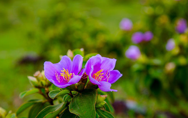 Giới trẻ rần rần rủ nhau về 'Sapa vùng Đông Bắc' check-in loài hoa dại không bán mà… 'mua' Ảnh 2