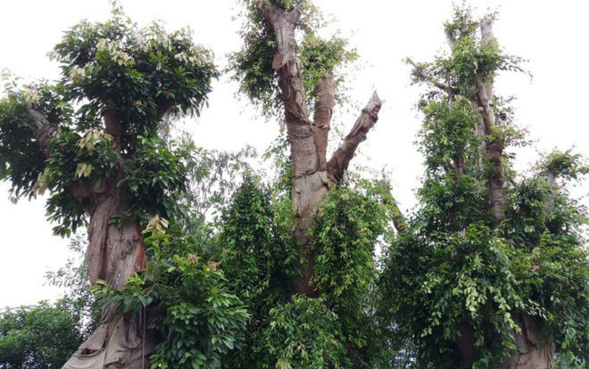 Bất ngờ với hình ảnh ba cây quái thú bị tạm giữ ở Huế sau 5 tháng Ảnh 2