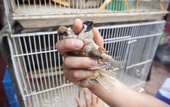 Tiếng kêu xé lòng của những con chim chờ phóng sinh ở Hà Nội tháng cô hồn Ảnh 2