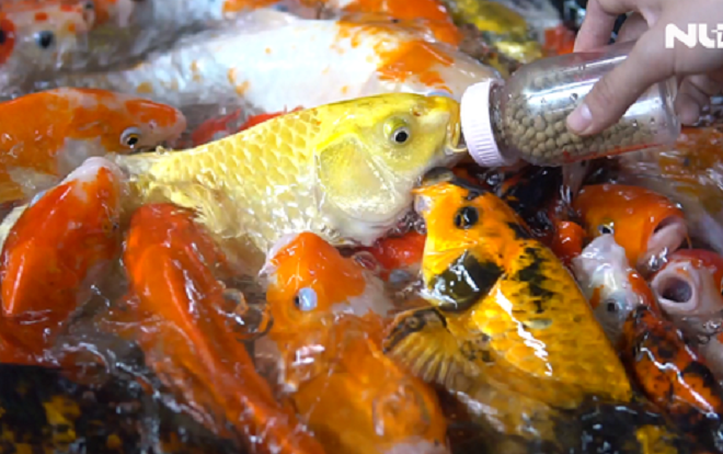 Cà phê cá koi bú bình ở TP HCM Ảnh 2