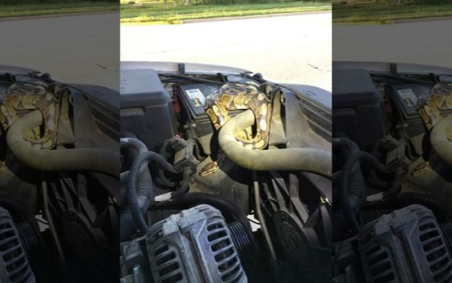 Thấy xe chạy kỳ lạ, người phụ nữ gọi cảnh sát mở mui xe và phát hiện gây sốc Ảnh 2