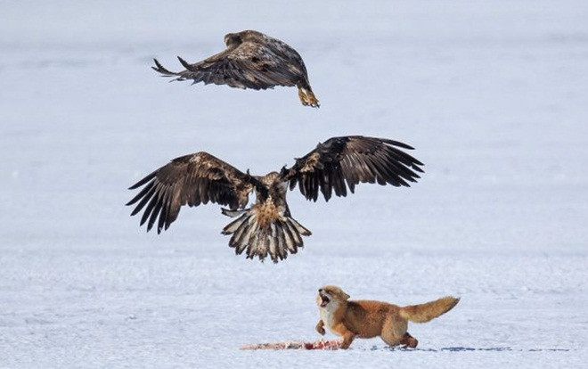 Đại bàng quyết chiến giành miếng mồi ngon từ cáo con Ảnh 2