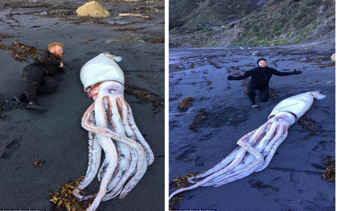 Mực 'quái vật' dài 4,2 m dạt bờ biển New Zealand Ảnh 2
