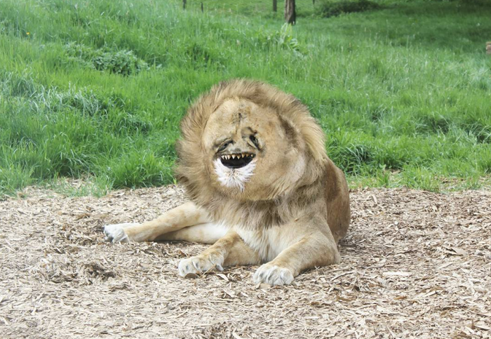 Một chú sư tử được chuyển từ hình vẽ ra đời thật. Ảnh: BrightSide