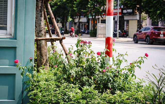 Chờ một ngày nắng lên hãy đến ngay con đường hoa hồng đẹp như trong phim ở Hà Nội chụp ảnh thật long lanh Ảnh 2