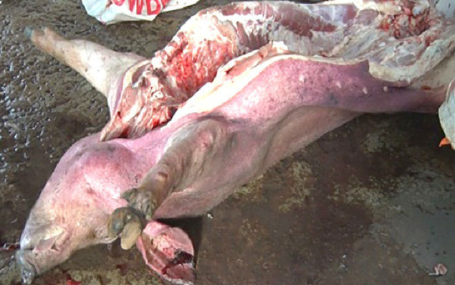 Bắt quả tang cơ sở giết mổ heo chết tím tái bốc mùi hôi thối Ảnh 2
