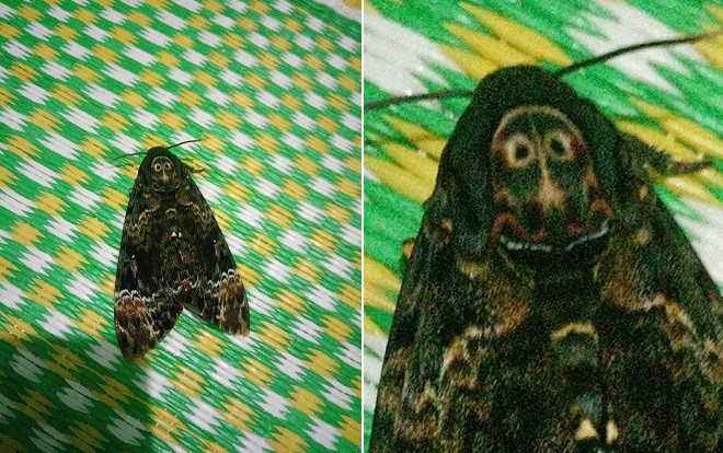 Hoảng sợ với chú bướm có 'họ hàng xa' của Valak và Vô Diện trong phim kinh dị Ảnh 2