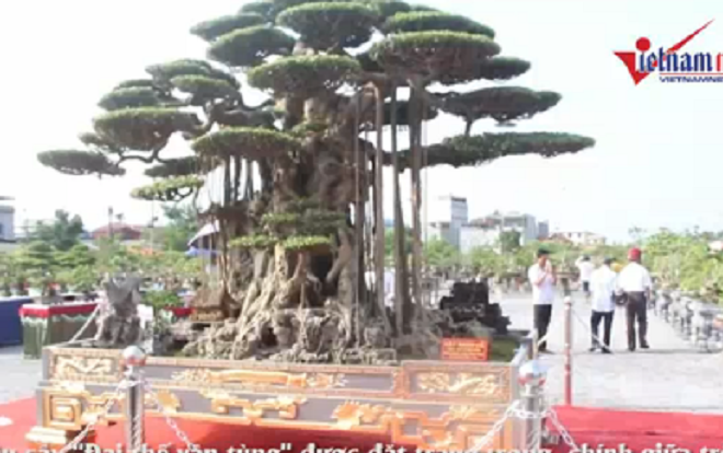 Trải thảm đỏ đón cây dát vàng 10 tỷ xôn xao khắp chốn Ảnh 2