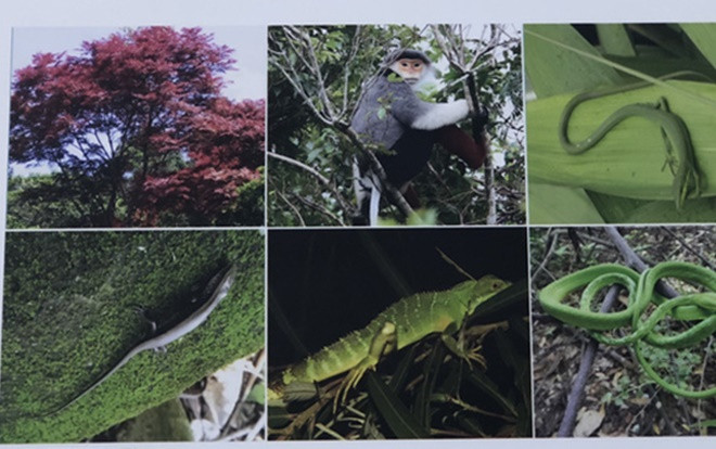 Đà Nẵng có cơ hội trở thành Thành phố Xanh quốc tế 2018 Ảnh 2