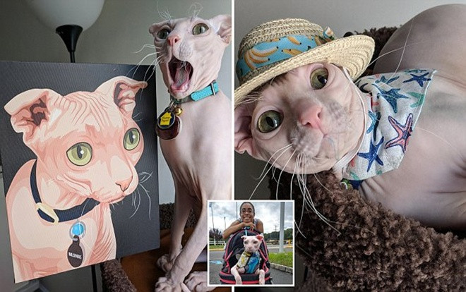 Mèo tai gấp, không lông siêu dễ thương 'đốn tim' dân mạng Ảnh 2