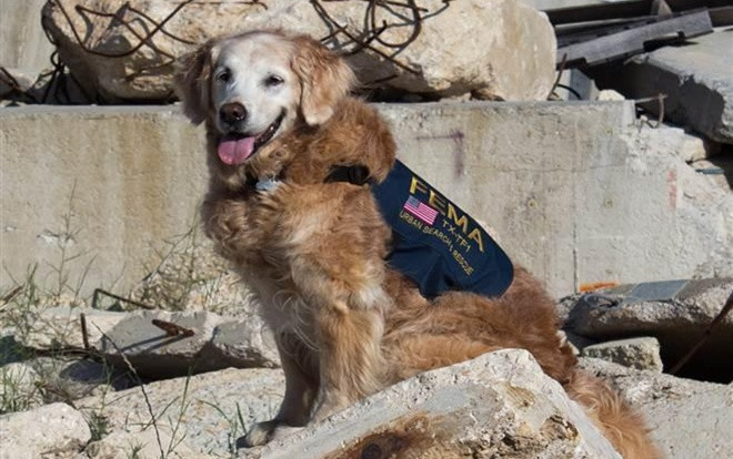 17 năm sau vụ khủng bố 11/9, thế giới vẫn không quên những chú chó cứu hộ anh hùng Ảnh 2