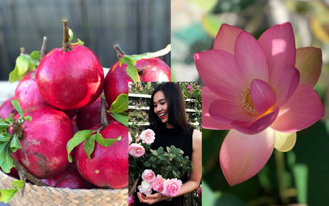 Sen khoe sắc, lựu lẫn thanh long chín đỏ vườn bạn gái cũ Bằng Kiều Ảnh 2