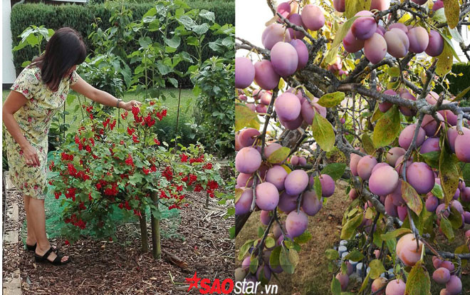 Tròn mắt ngắm vườn cây trái như trên phim của người phụ nữ Việt ở Đức Ảnh 2