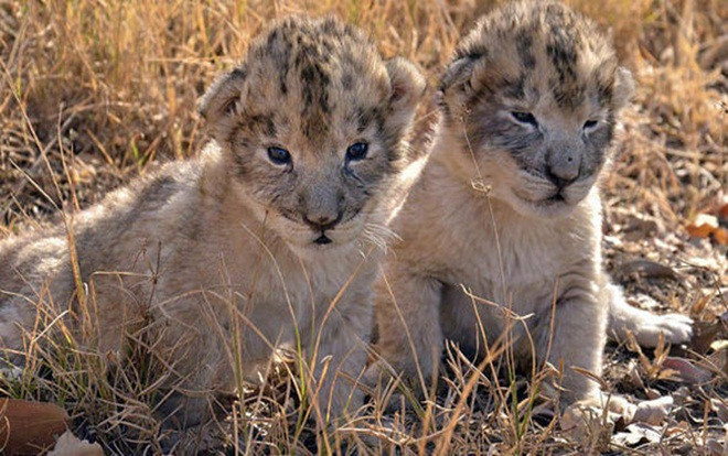 2 con sư tử đầu tiên trên thế giới sinh ra trong ống nghiệm Ảnh 2