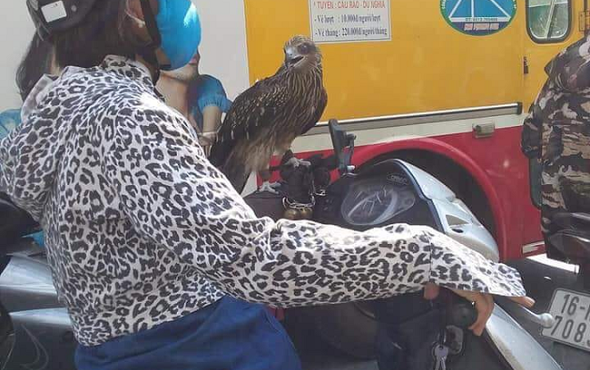 Xuất hiện 'thần điêu đại tỉ' mang chim cắt đi Lead phóng hiên ngang giữa phố Ảnh 2