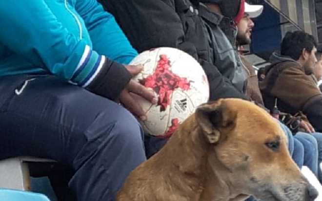 Sốc: CLB bổ nhiệm chú chó làm trợ lí HLV Ảnh 2