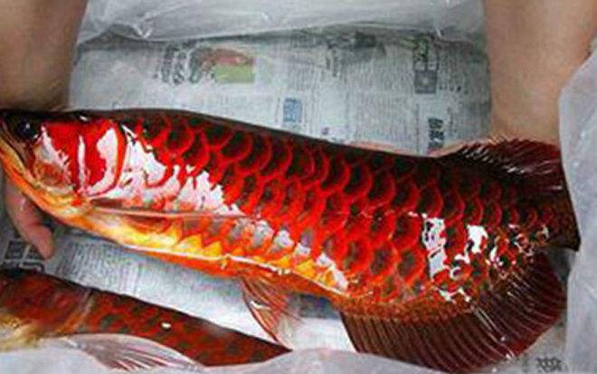 An Giang: Đi thăm đồng bắt được cá thiêng đỏ như máu dài 1,6 mét Ảnh 2