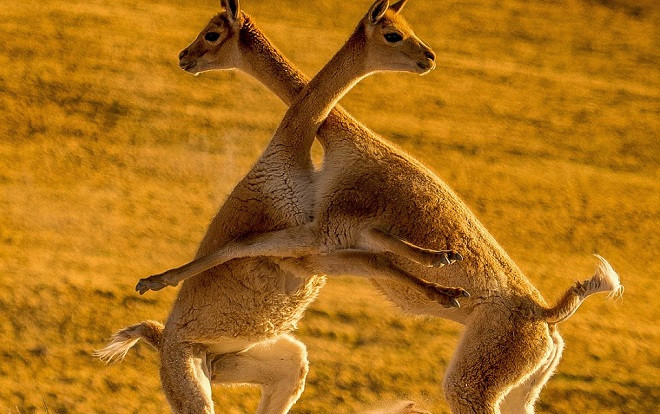 Đang tranh chấp khốc liệt, hai con lạc đà quay sang ôm nhau thắm thiết Ảnh 2