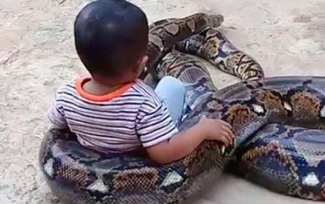 Bố mẹ cười đùa thích thú khi con cưỡi trăn khổng lồ Ảnh 2