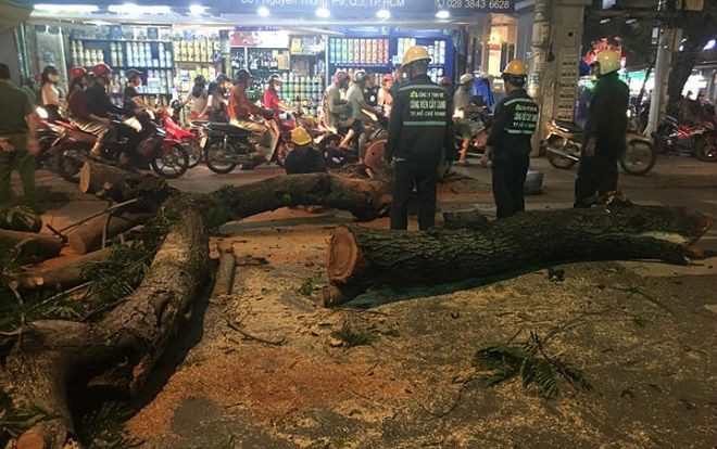 2 bà cháu đang bán hàng bị tán cây cổ thụ khủng bật gốc ngã đè trúng người Ảnh 2