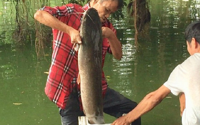 Cần thủ câu được cá trê 'khủng' khoảng 10kg ở Hồ Gươm Ảnh 2