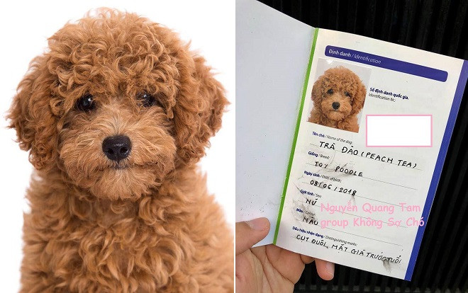 Đưa boss đi chụp ảnh thẻ chuẩn quốc tế làm giấy khai sinh, anh chàng khiến cộng đồng mạng phát cuồng Ảnh 2