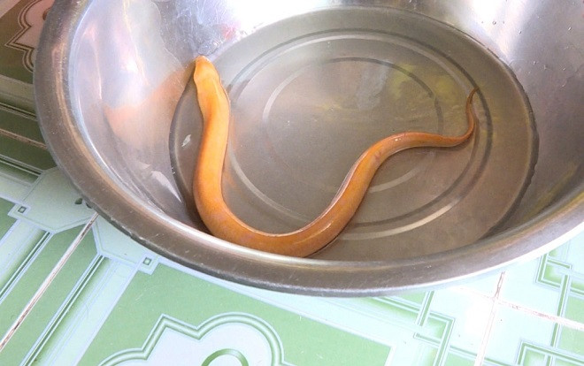 Clip: Nông dân miền Tây bắt được con lươn có màu vàng lạ hiếm gặp Ảnh 2