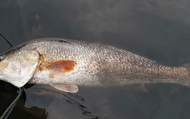 Ngư dân câu được cá nặng 3kg nghi là cá sủ vàng quý hiếm Ảnh 2