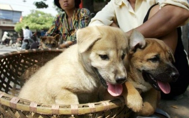Người dân ủng hộ nhiệt tình việc từ bỏ ăn thịt chó mèo để có nếp sống văn minh hơn Ảnh 2